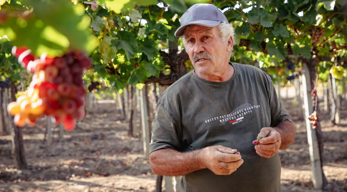 REPORTAJ. „Când te uiți la un butuc, e ca și cum ai vedea un tablou de Grigorescu”. Pasiunea unui inginer horticultor care se luptă cu prețul strugurilor din import ca să-și țină în viață via