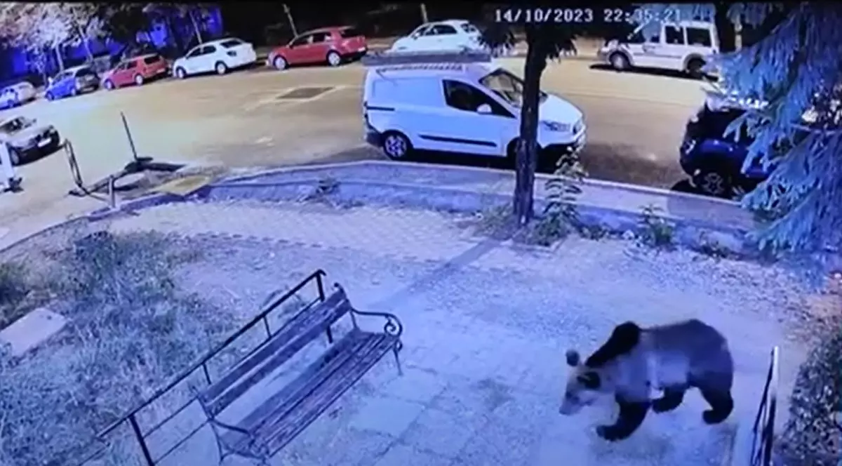 Un urs a apărut în timpul nopții pe străzile municipiului Bistrița. Mesaje Ro-Alert pentru locuitorii din zonă