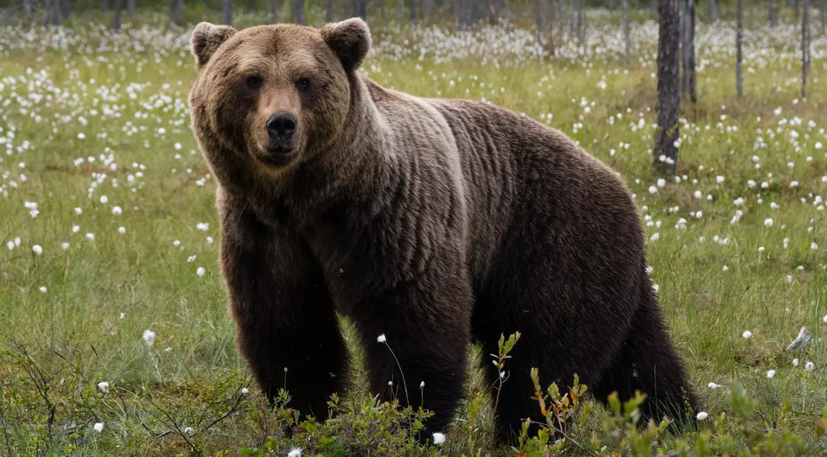 Bărbat de 87 de ani, atacat de un urs în curtea casei sale. În ce stare se află