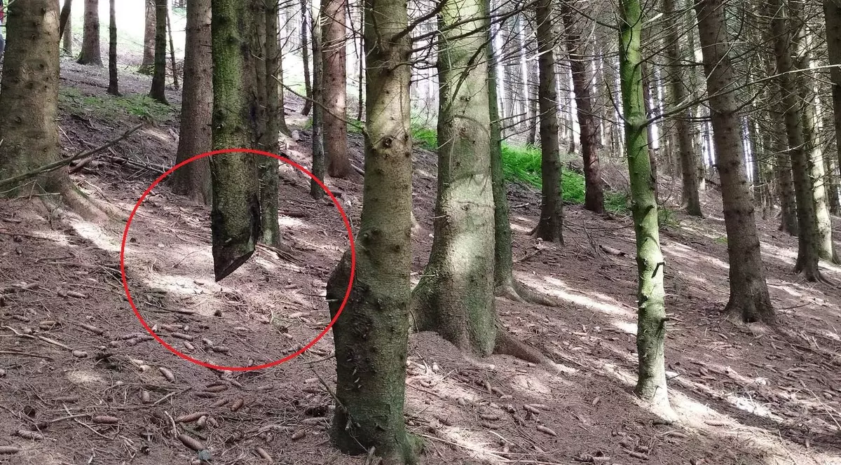 „Această imagine nu este trucaj”. Expert forestier, despre „molidul plutitor” descoperit într-o pădure din Germania | VIDEO