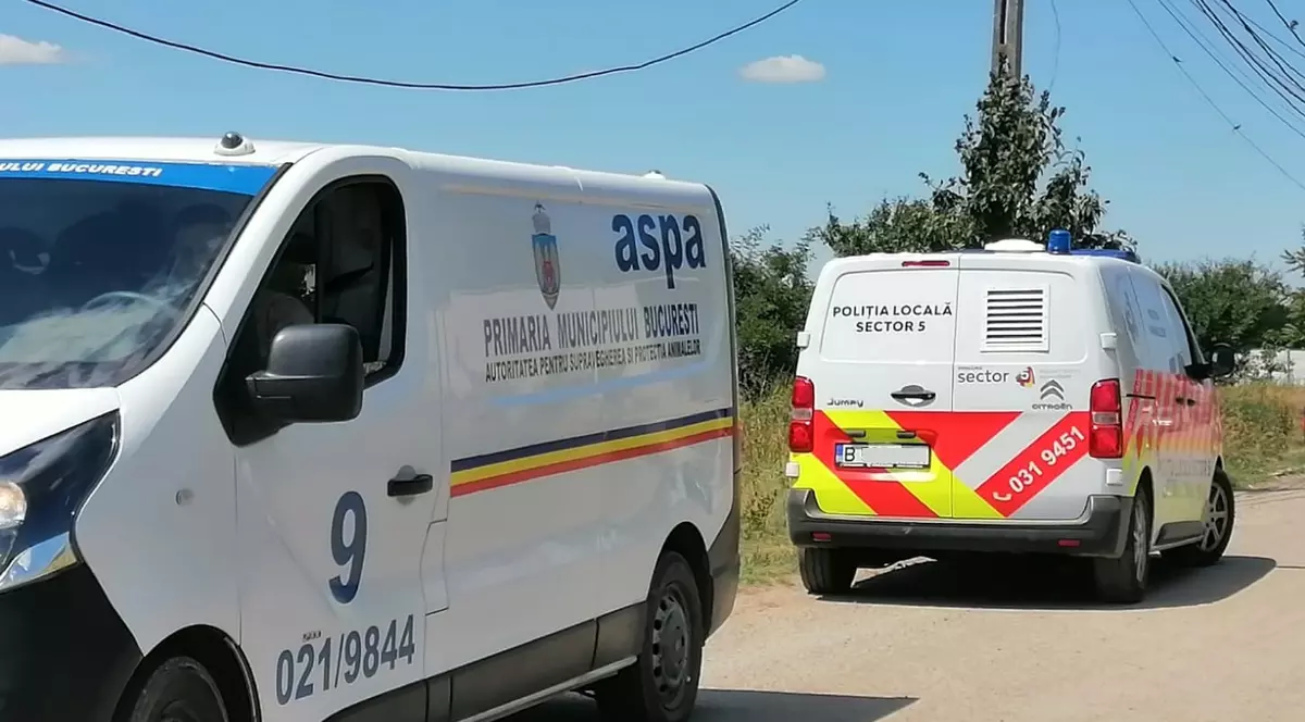 ASPA: Aproape jumătate din câinii capturaţi în Bucureşti provin din sectoarele 5 şi 6