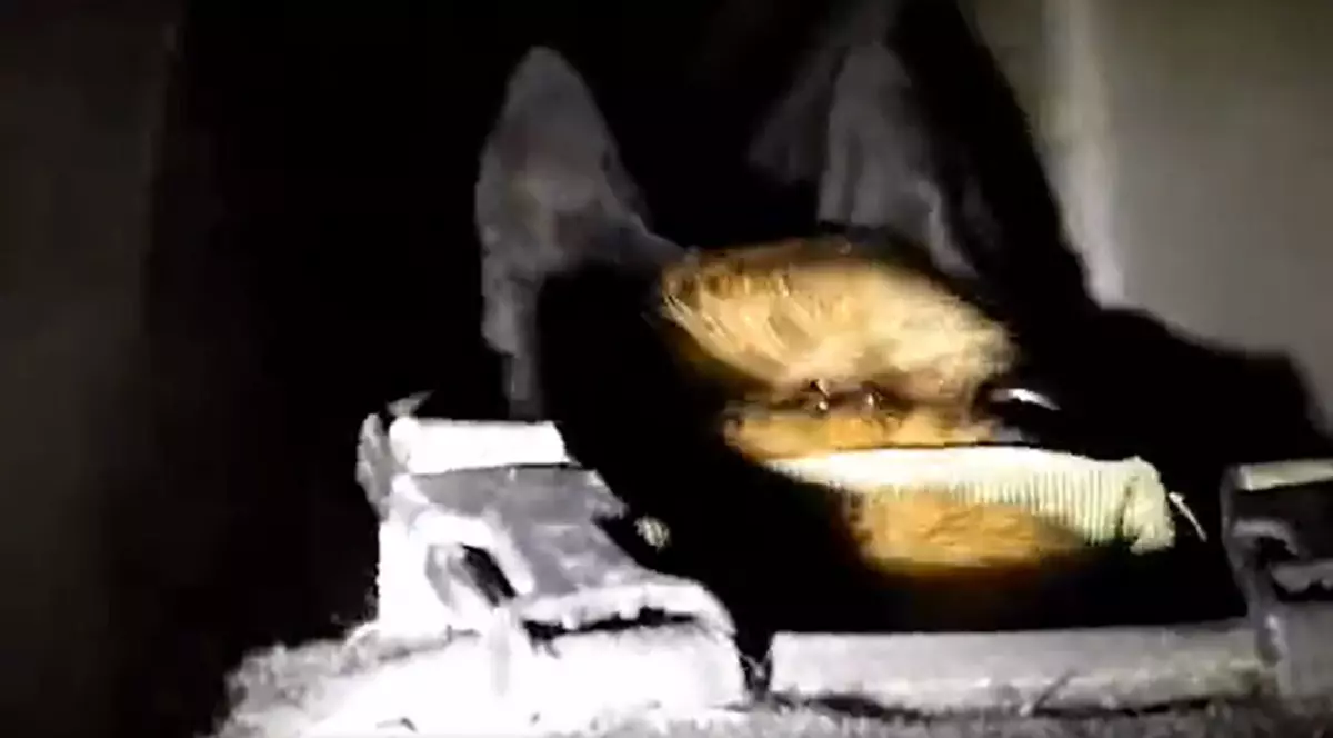 Armata israeliană a antrenat câini feroce de atac și-i trimite în tunelurile din Gaza, ca să ucidă teroriștii Hamas. VIDEO