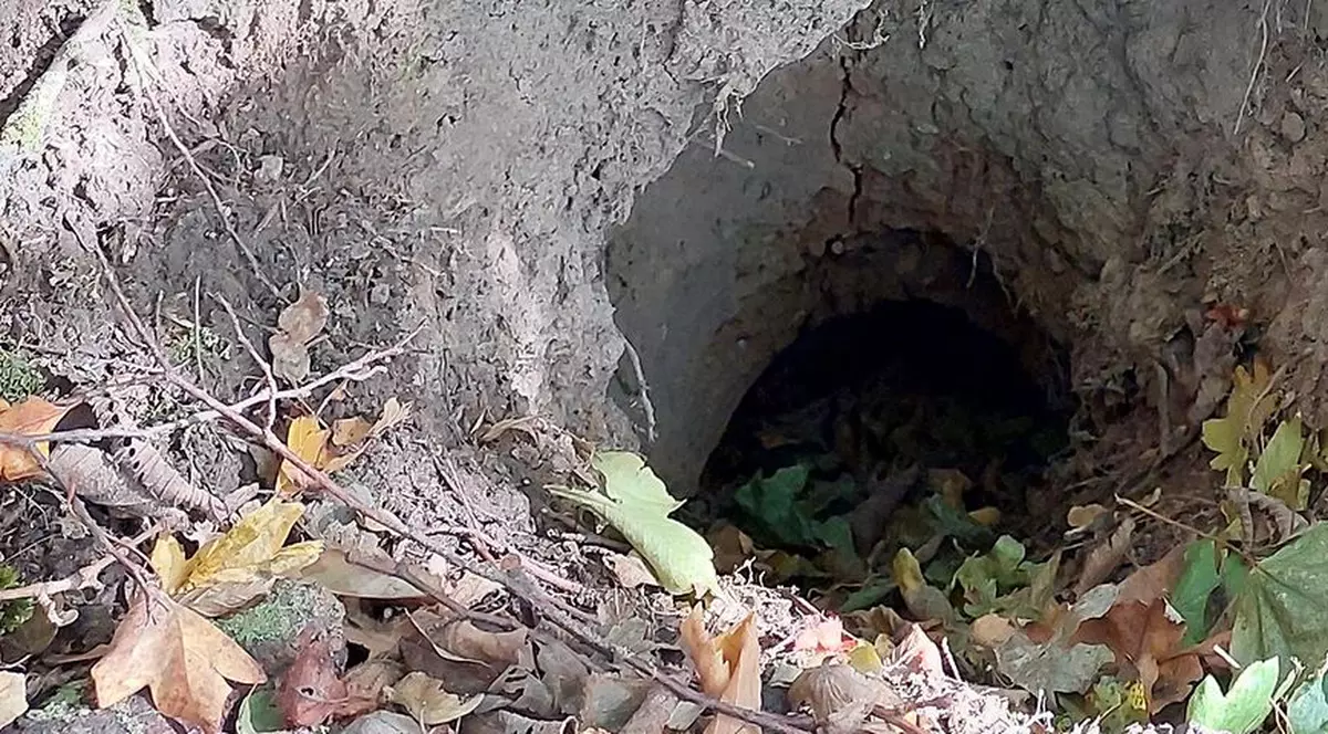 Bursucii au făcut tuneluri și au distrus terasamentul unei căi ferate în Germania, linia trebuie refăcută. La cât se ridică paguba