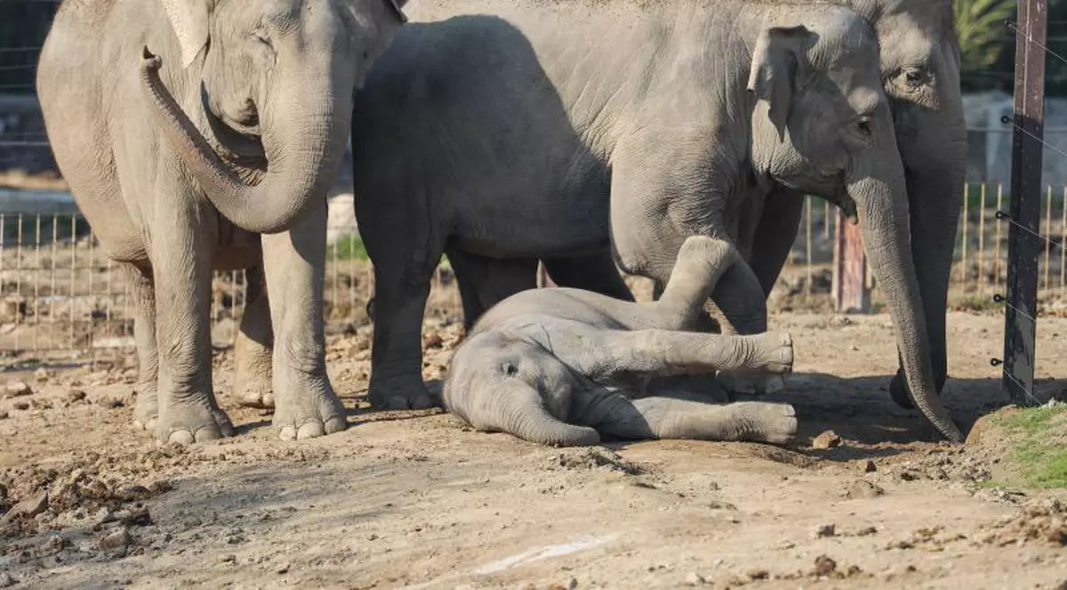 O turmă de elefanți a călcat în picioare o mașină, după ce a lovit un pui pe o autostradă din Malaezia