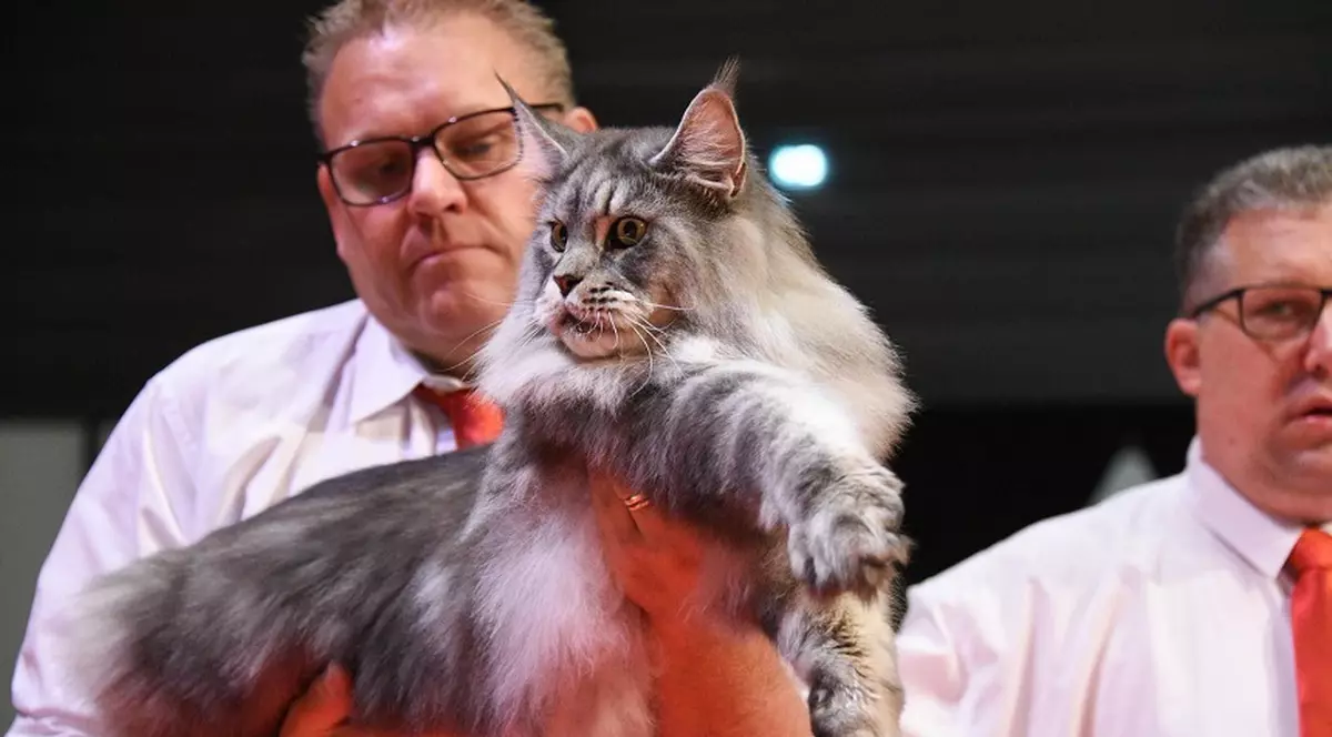 Un motan din rasa Maine Coon, crescut în România, a câştigat titlul de World Winner 2023 la o expoziţie din Franța