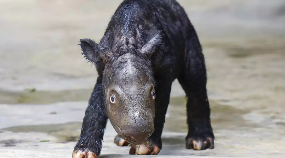 Un pui de rinocer de Sumatra, animal aflat în pericol critic de dispariție, s-a născut în Indonezia