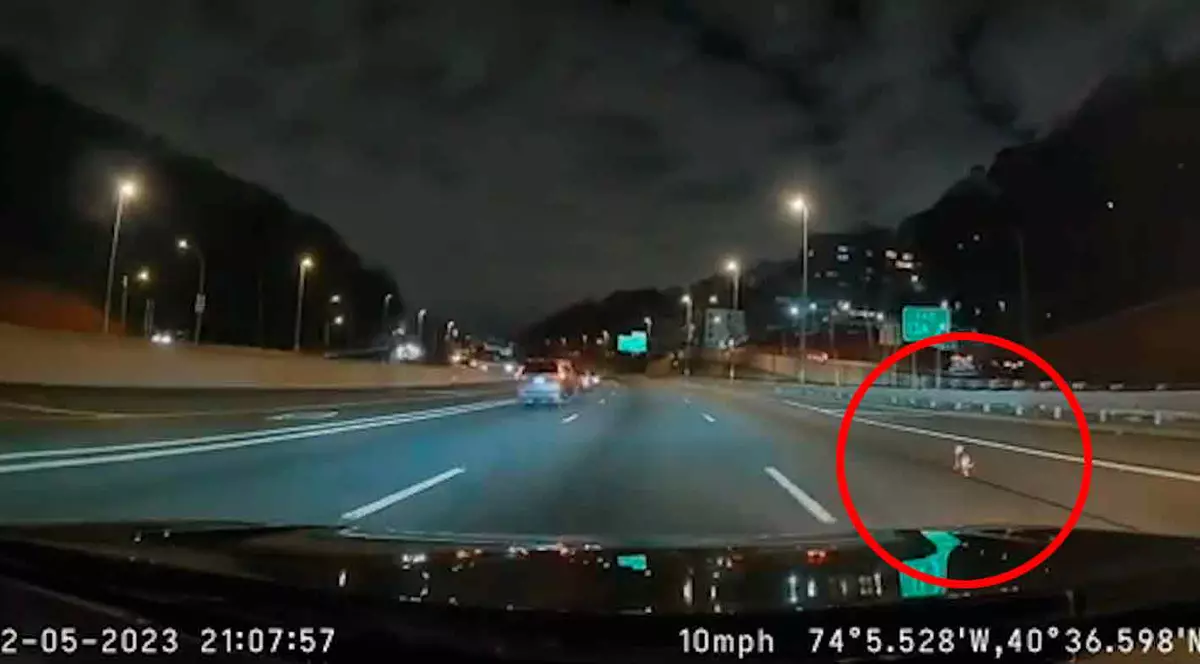 Un cățel chihuahua a provocat haos pe autostradă în New York. Șoferii au oprit, micuțul a fost salvat | VIDEO