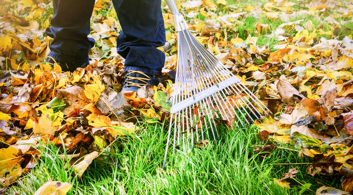 Ce poţi să faci cu frunzele uscate - Imagine cu un bărbat care greblează frunzele uscate din grădină.