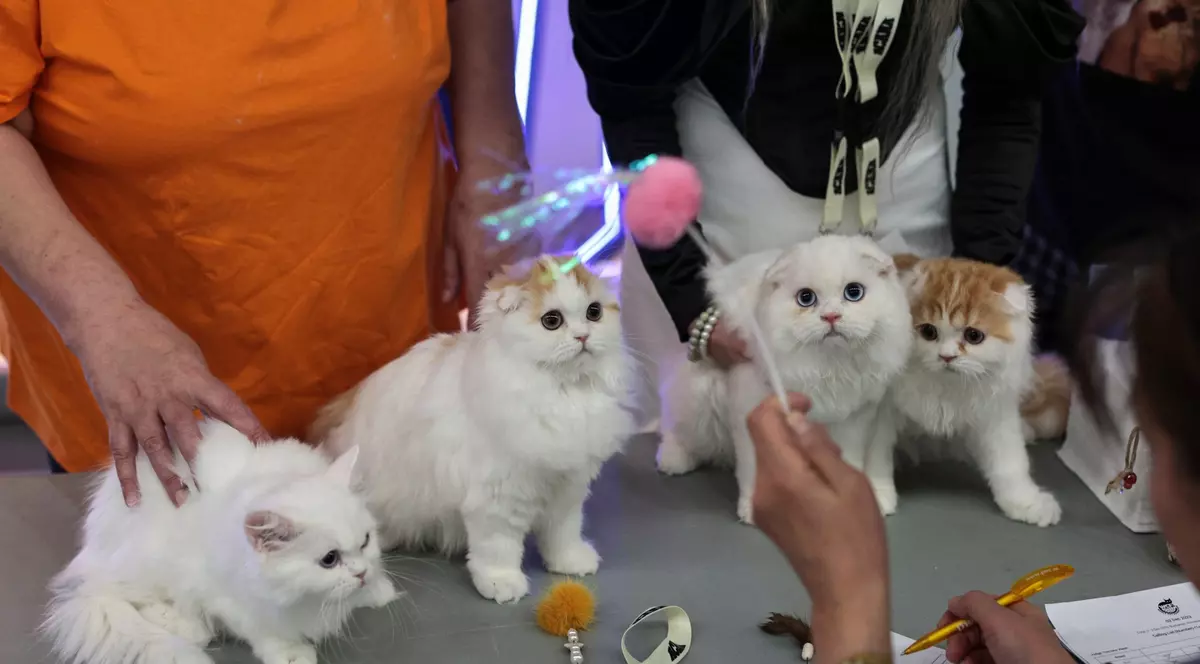 FOTO. Pisicile au pus stăpânire pe un mall din Capitală. Peste 250 de exemplare participă la Expoziția Internațională Feline WCF