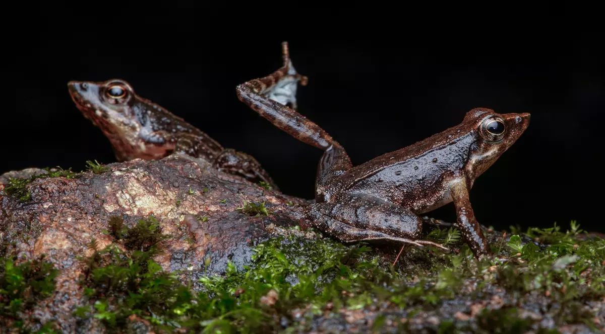 Francezii, îndemnați să renunțe la una dintre delicatesele lor preferate de Crăciun: piciorușele de broască