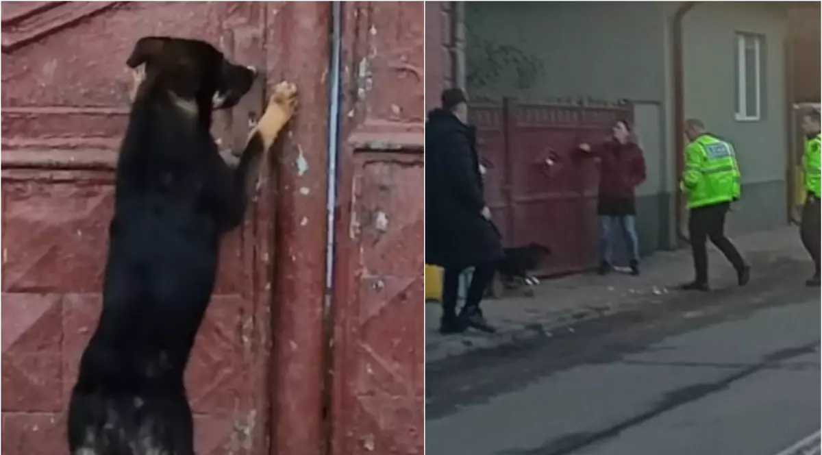 Clujean amendat cu 15.000 de lei după ce și-a abandonat câinele în fața casei. VIDEO
