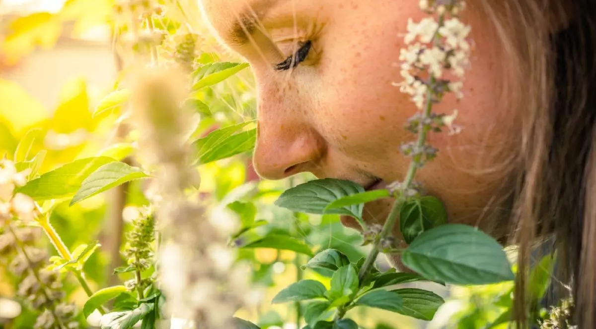 Când se pune busuioc sub pernă în 2024