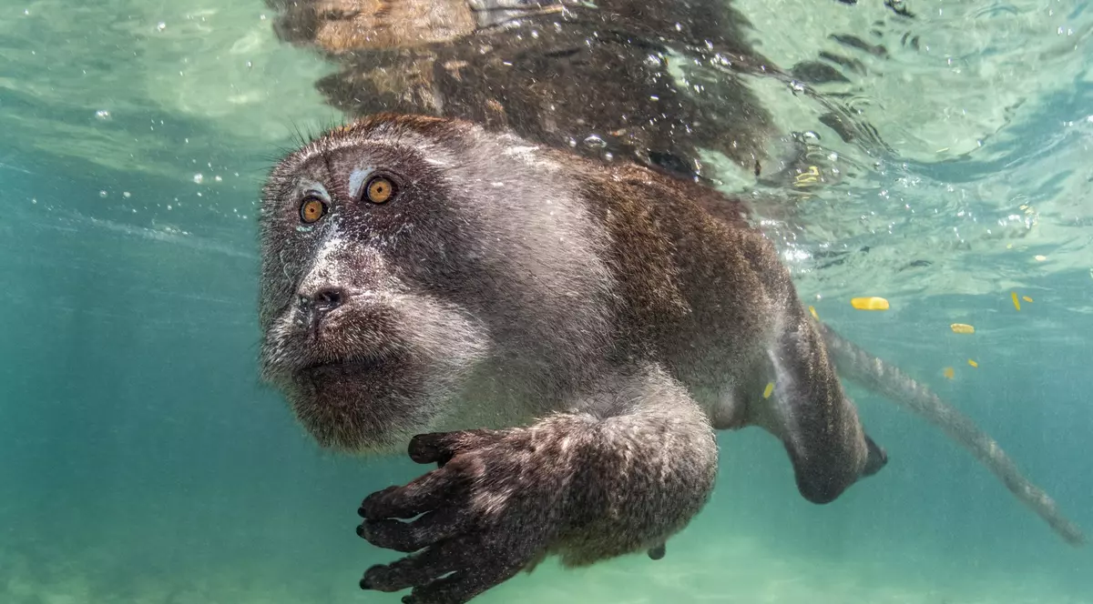 Minunile de sub ape. Cele mai spectaculoase fotografii subacvatice au fost premiate la Londra | FOTO