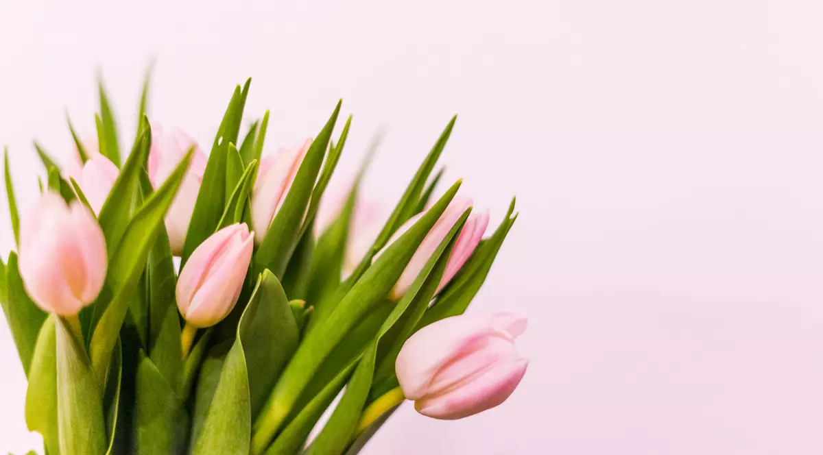 Limbajul și simbolismul florilor: semnificația florilor de primăvară