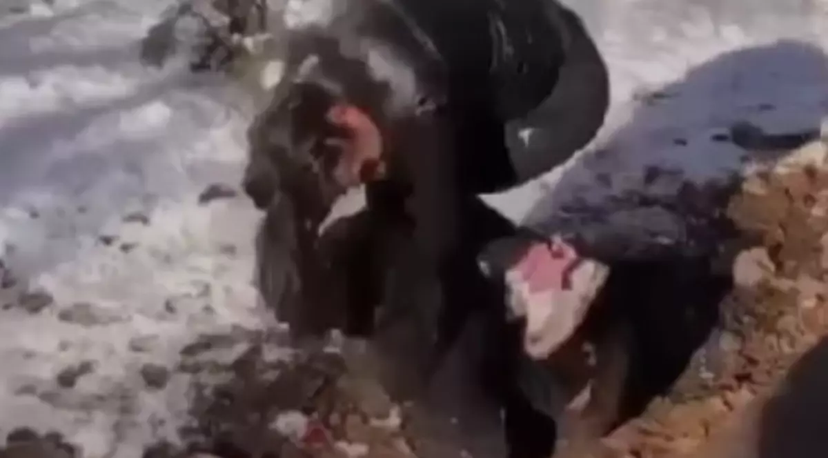 Mama unei adolescente, după ce fiica ei a fost agresată: „Vă rog să găsiţi această fată din Ploieşti care mi-a bătut fata”. Reacţia Poliţiei