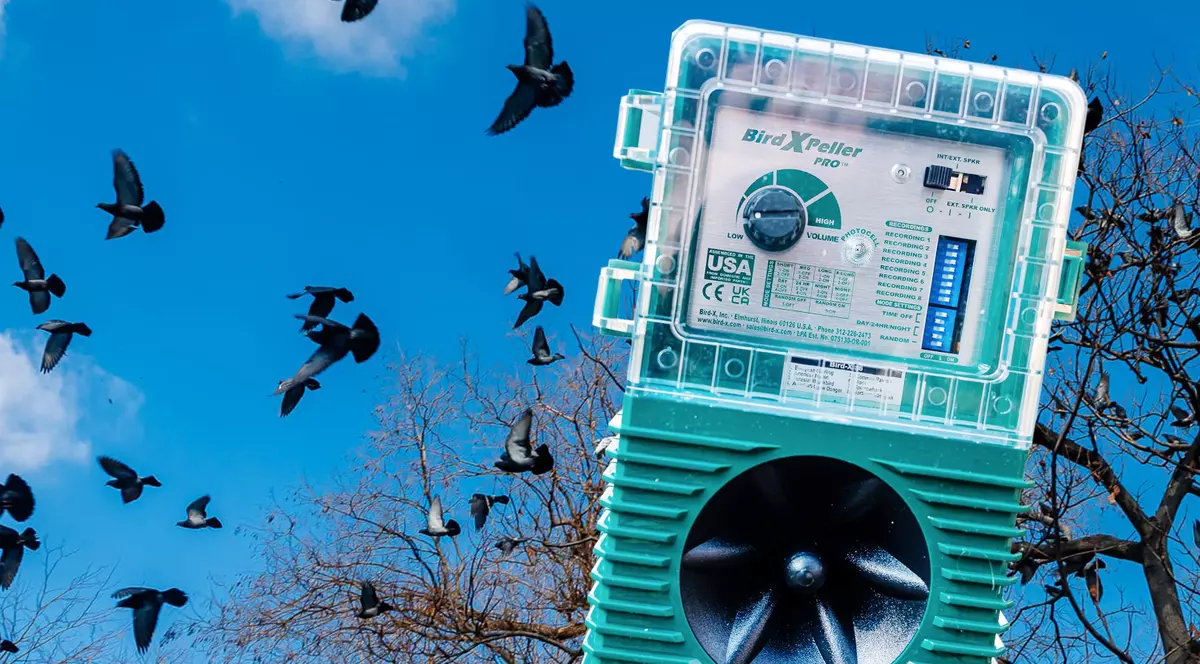 Păsările din Parcul Cișmigiu, alungate cu sunete de șoimi și vulturi. Cât costă aparatele împotriva ciorilor și porumbeilor 