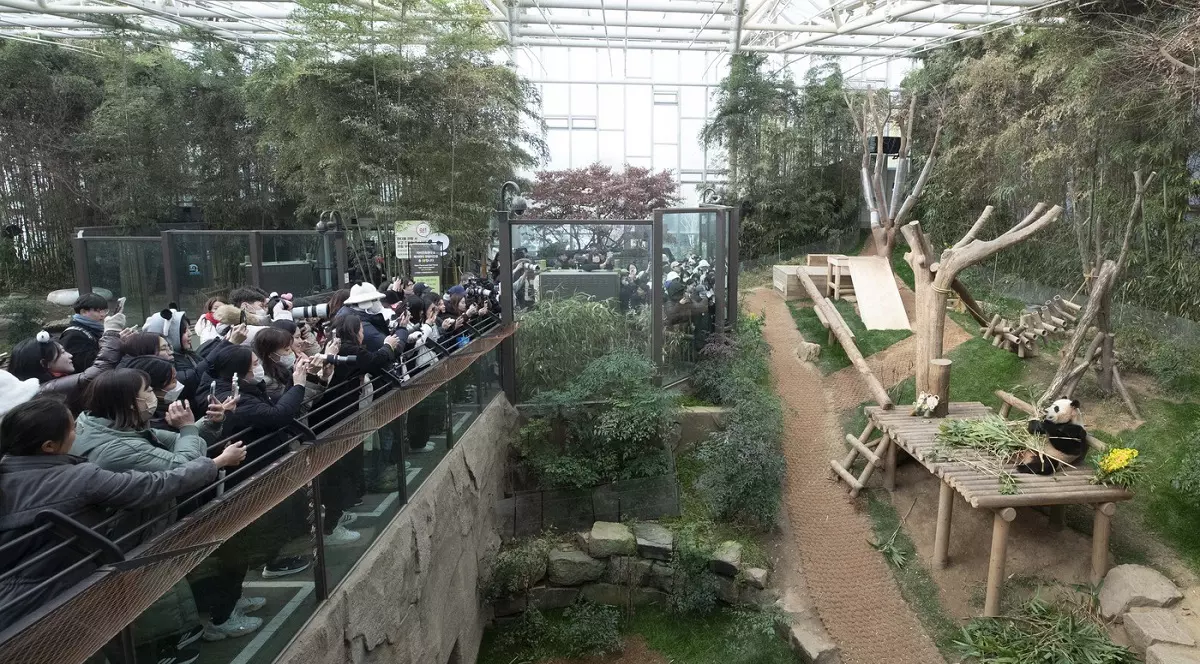 Mii de sud-coreeni au stat la coadă la grădina zoologică, pentru a-și lua la revedere de la un urs panda care va fi trimis în China