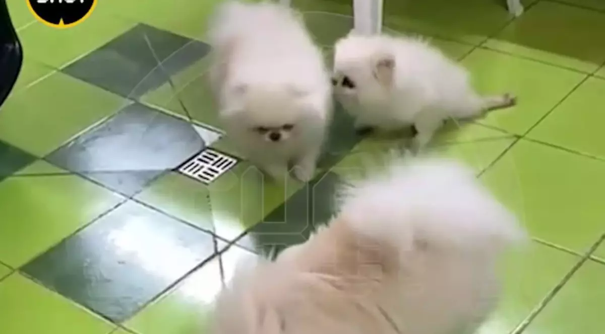 Un rus beat a împușcat cei cinci câini ai unui vecin, care lătrau la el de dincolo de gard