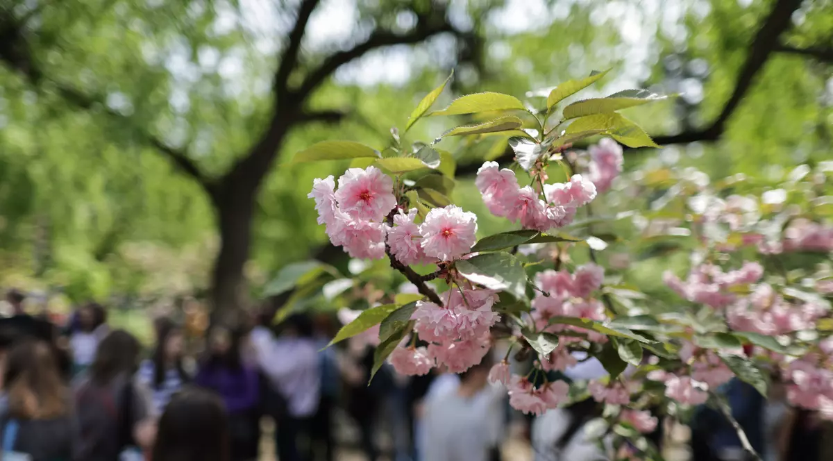 FOTO. Au înflorit cireșii în Grădina Japoneză din Parcul Herăstrău. Sute de persoane au asistat la „Festivalul Florilor de Cireș”