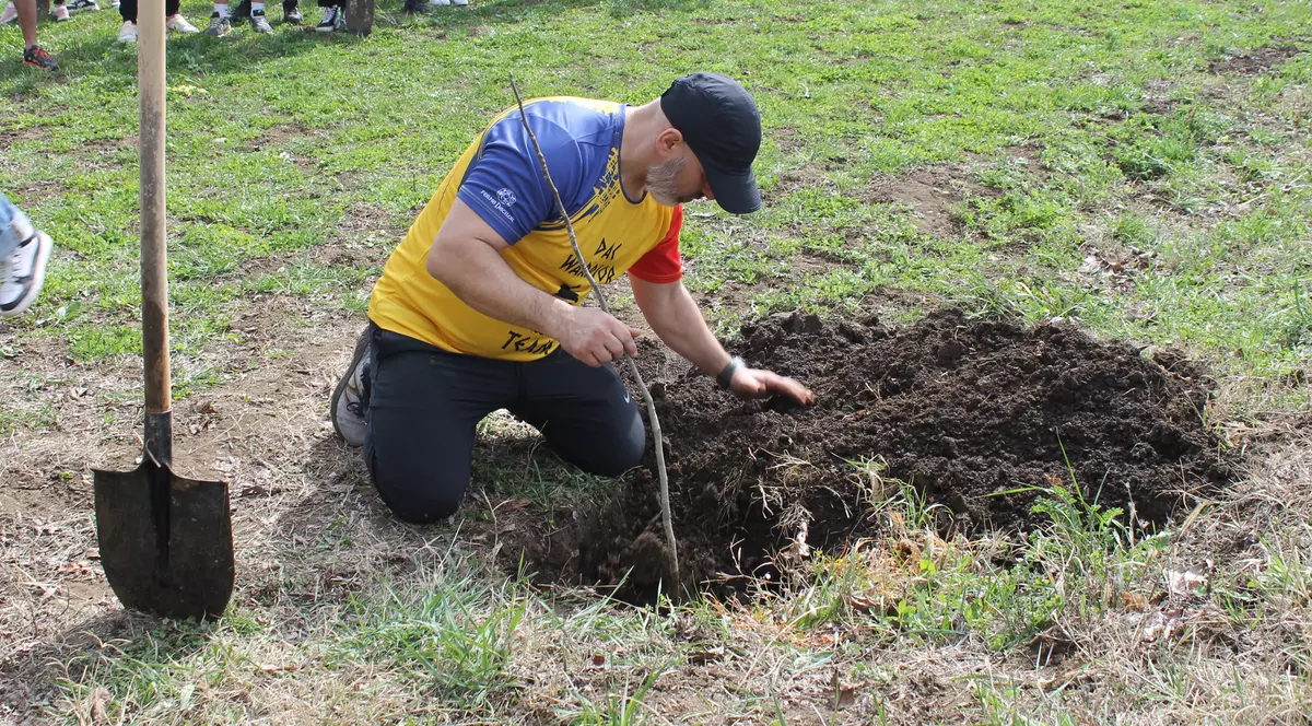 Cornel Dinicu plantând un nuc
