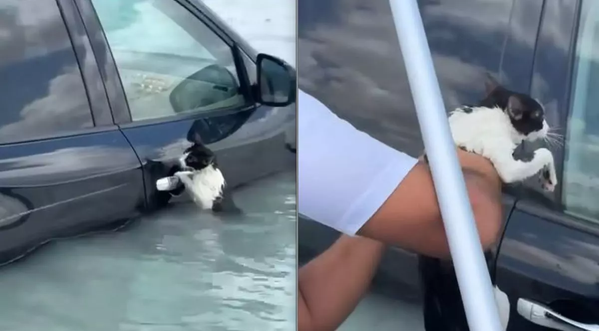 Momentul în care o pisică, agățată de portiera unei mașini în timpul inundațiilor din Dubai, este salvată de un polițist