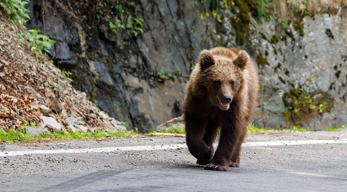 Turistă străină atacată de urs după ce a scos mâna pe geam să îi facă poză, în apropiere de barajul Vidraru