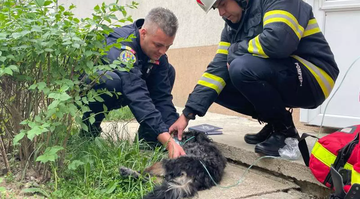 Incendiu într-un bloc din Pitești. Zece persoane s-au autoevacuat, un cățel a fost salvat de pompieri