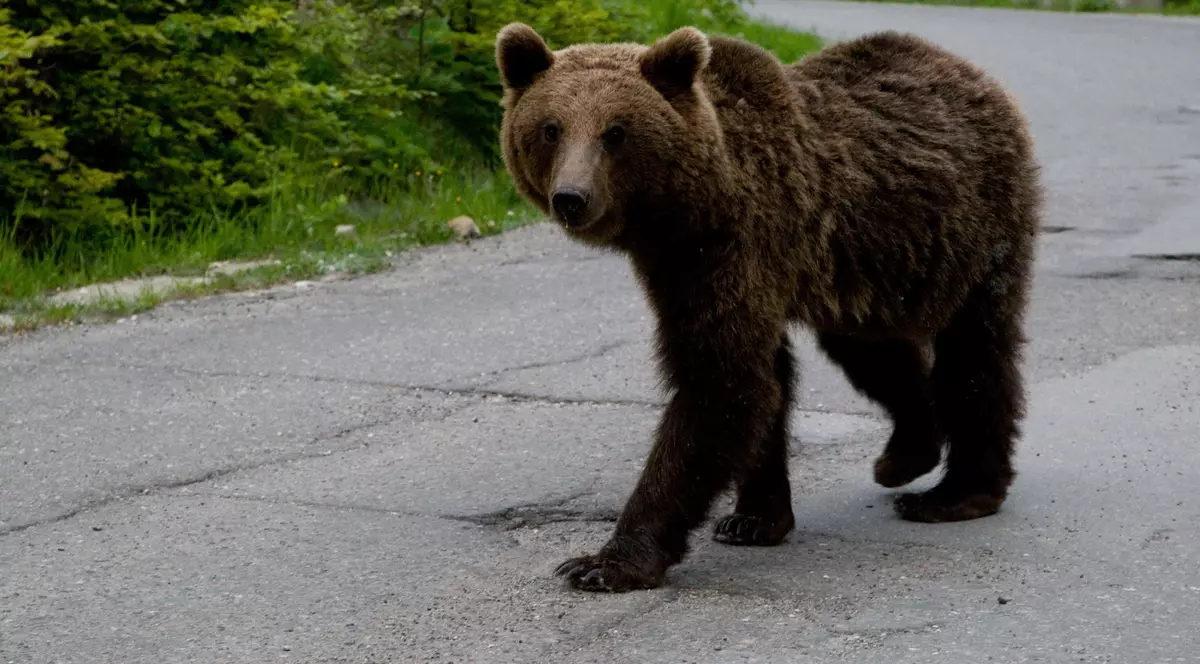 Copil atacat de urs după ce a încercat să îl hrănească din maşină, în zona barajului Vidraru