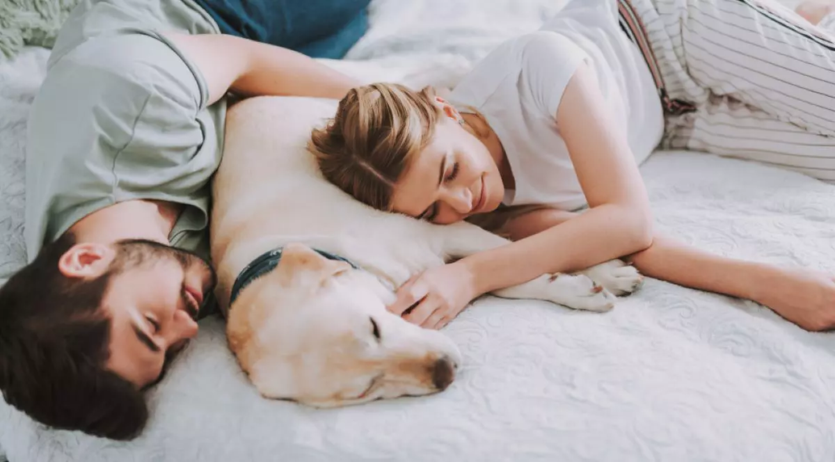 Cât de bine este să dormi cu animalul de companie în pat