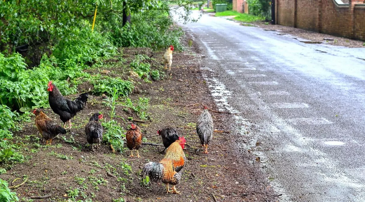 „Au scăpat de sub control!” 100 de găini sălbăticite terorizează un sat din Anglia. Locuitorii spun că viața lor s-a transformat „într-un iad”