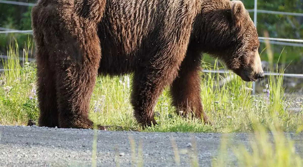 Urșii, semnalați de 18 ori în ultima săptămână în localități din Harghita. Viceprimar: „Ne jucăm de-a v-aţi ascunselea în fiecare seară în preajma oraşului”