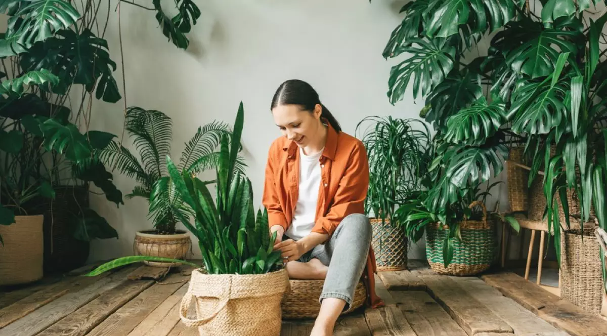 Plante de apartament nepretențioase și ușor de îngrijit