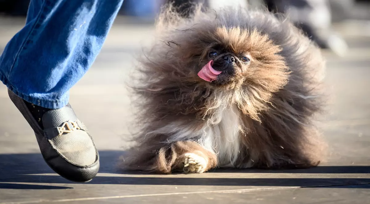 Un pechinez a fost declarat cel mai urât câine din lume în 2024. Cum arată animalul VIDEO