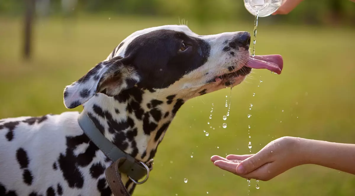 Cum ai grijă de animalul tău de companie pe caniculă