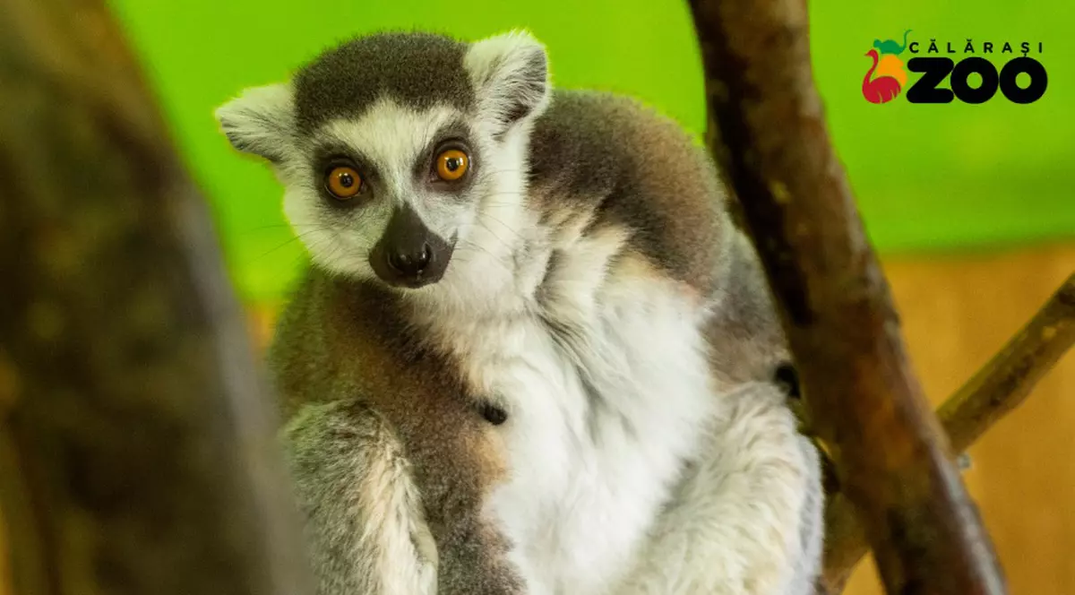 Lemurul King Julien, furat de la Zoo Călărași. Animalul a fost găsit cu picioarele legate, într-o clădire abandonată. Cine e suspectul reținut de polițiști