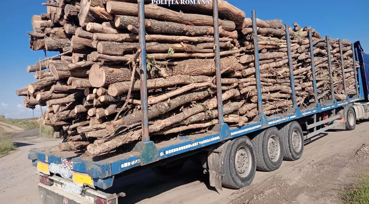 Transport de lemne fără acte descoperit în timpul unui control al Poliției