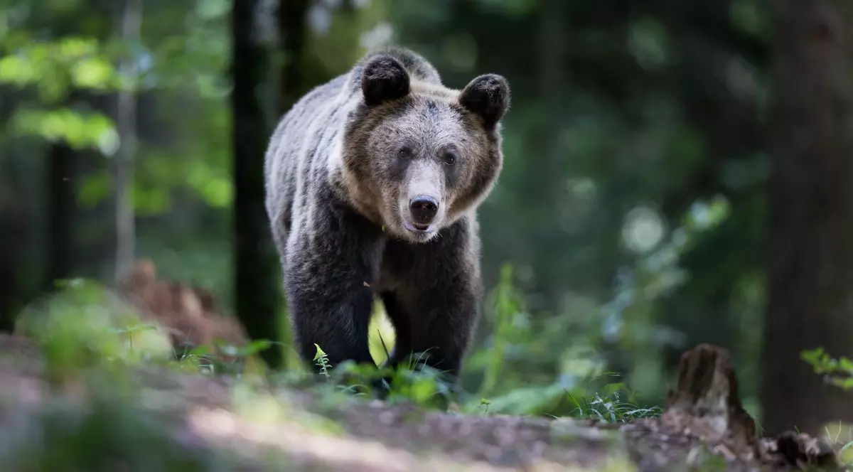 VIDEO România are aproape 10.000 de urși, spune fostul ministru Tanczos Barna. „Îi vom vedea în Delta Dunării, nu suntem departe”