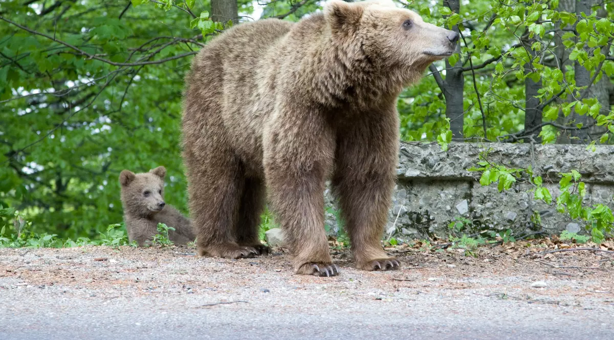 Motivele pentru care urșii și-au schimbat radical comportamentul, preferând orașele în locul pădurilor. STUDIU