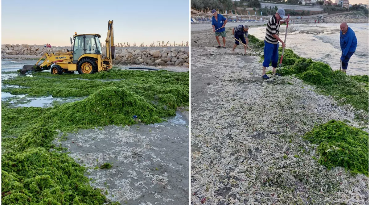 Litoralul românesc, invadat de alge. De vină e canicula, spun Apele Române. Imagini cu „munții verzi” de pe plaje