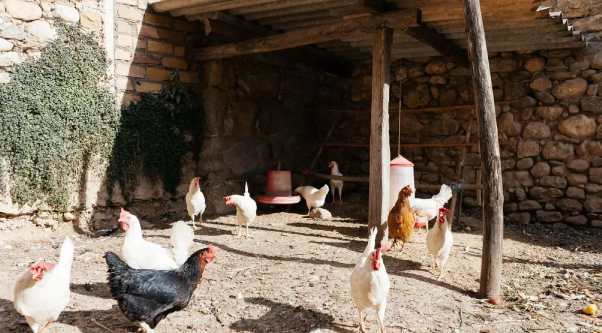 Ce este gripa aviară şi cum se poate răspândi la oameni