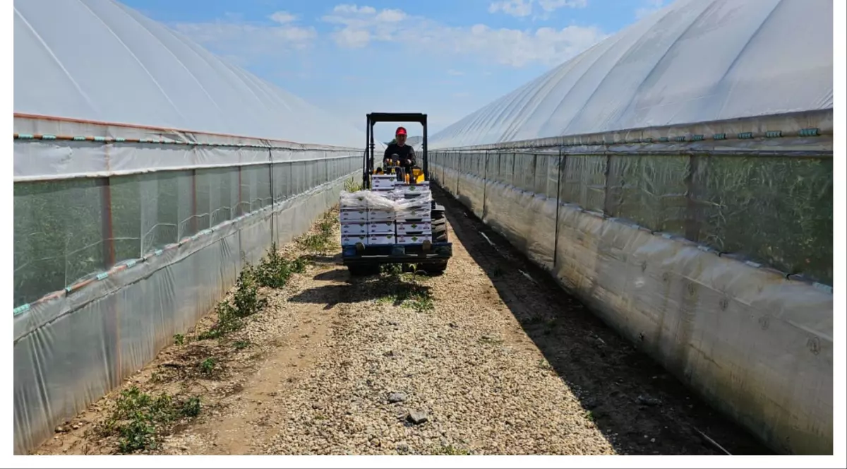 Povești cu gusturi românești. Alexandra Delcea, producătorul care livrează 5 tone de roșii zilnic, și fiul ei, olimpicul care face roboții să îmbunătățească pământul