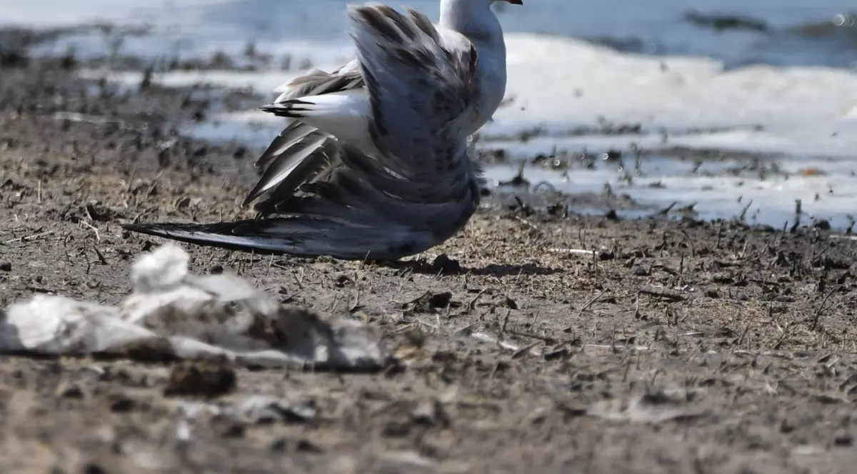 Păsări din specii protejate, împușcate în zona Lacului Sărat 2 din Brăila. Asociaţie: Nu pot fi vânate legal în nicio perioadă a anului