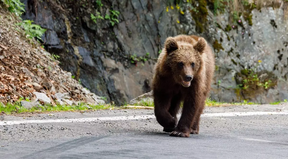 Mutatul urşilor nu a dat niciun rezultat, spune ministrul mediului. „S-au consumat sume imense cu aceste proceduri”