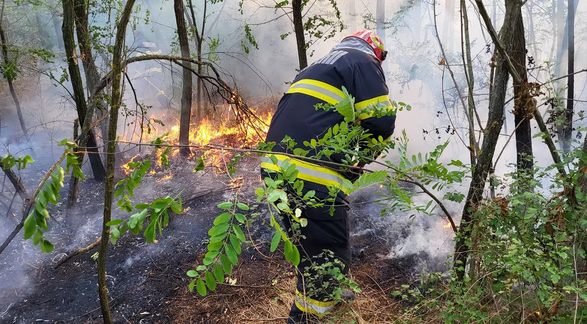 Incendiu în zona pădurii Bălănoaia din Giurgiu. 42 de hectare, afectate