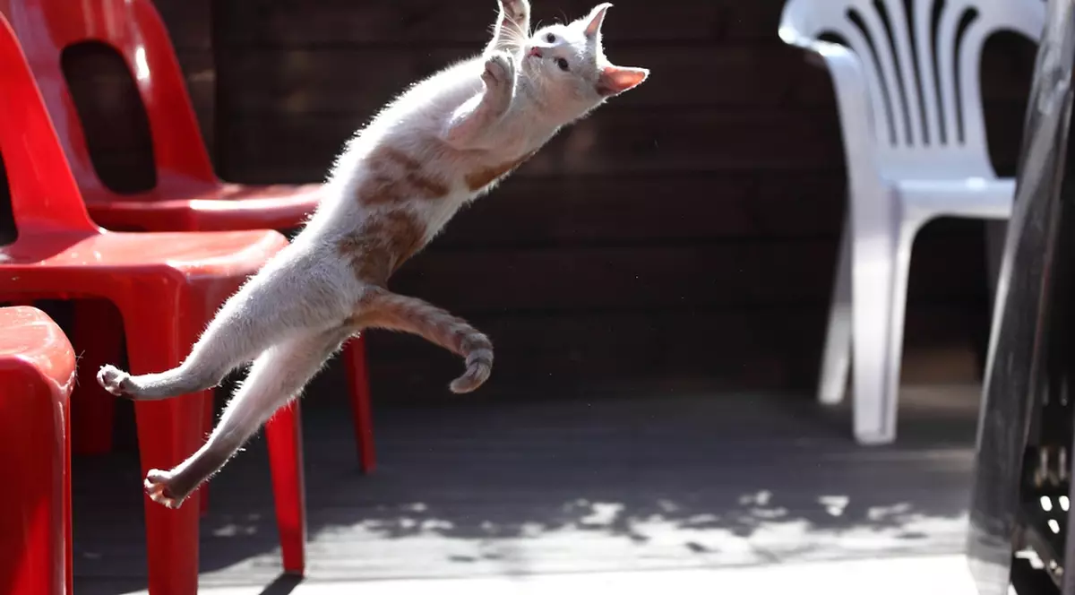 De ce cad pisicile întotdeauna în picioare - Imagine cu o pisică surprinsă în timpul unei sărituri