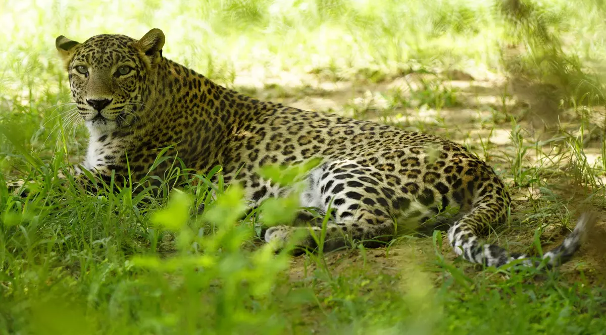 Proprietarul unei mici grădini zoologice private din Slovacia, ucis de un leopard