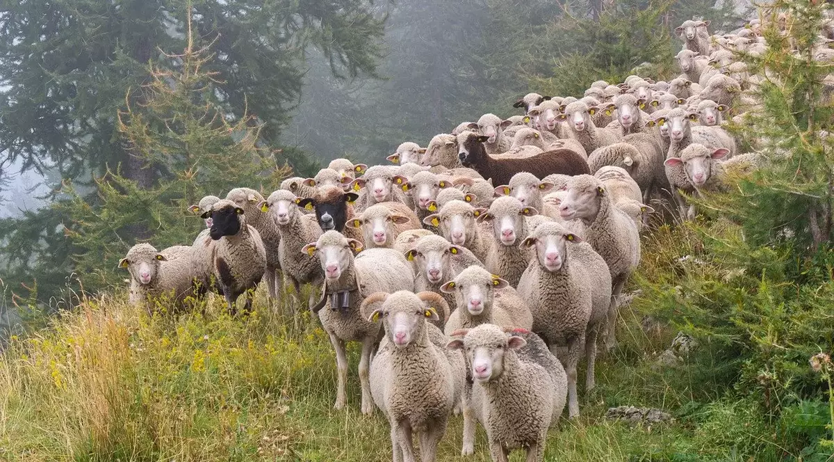 Pesta oilor se extinde. 60 de focare sunt active la nivel naţional, anunță Autoritatea Sanitară Veterinară