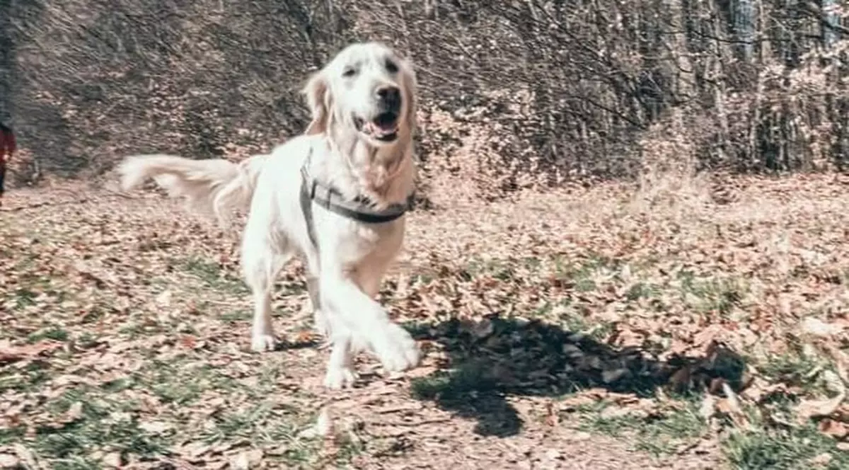 Yukanna, cățelușa de la Salvamont Alba, s-a pierdut. Se oferă recompensă pentru găsirea ei