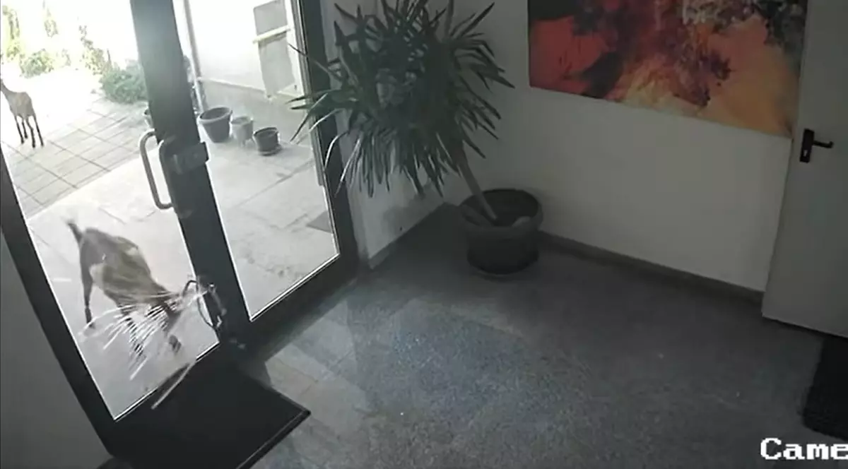 Caprele au dat năvală într-un complex de lux din Pipera: „Da’ ce vreți, dom’le, să le amendăm?” | VIDEO