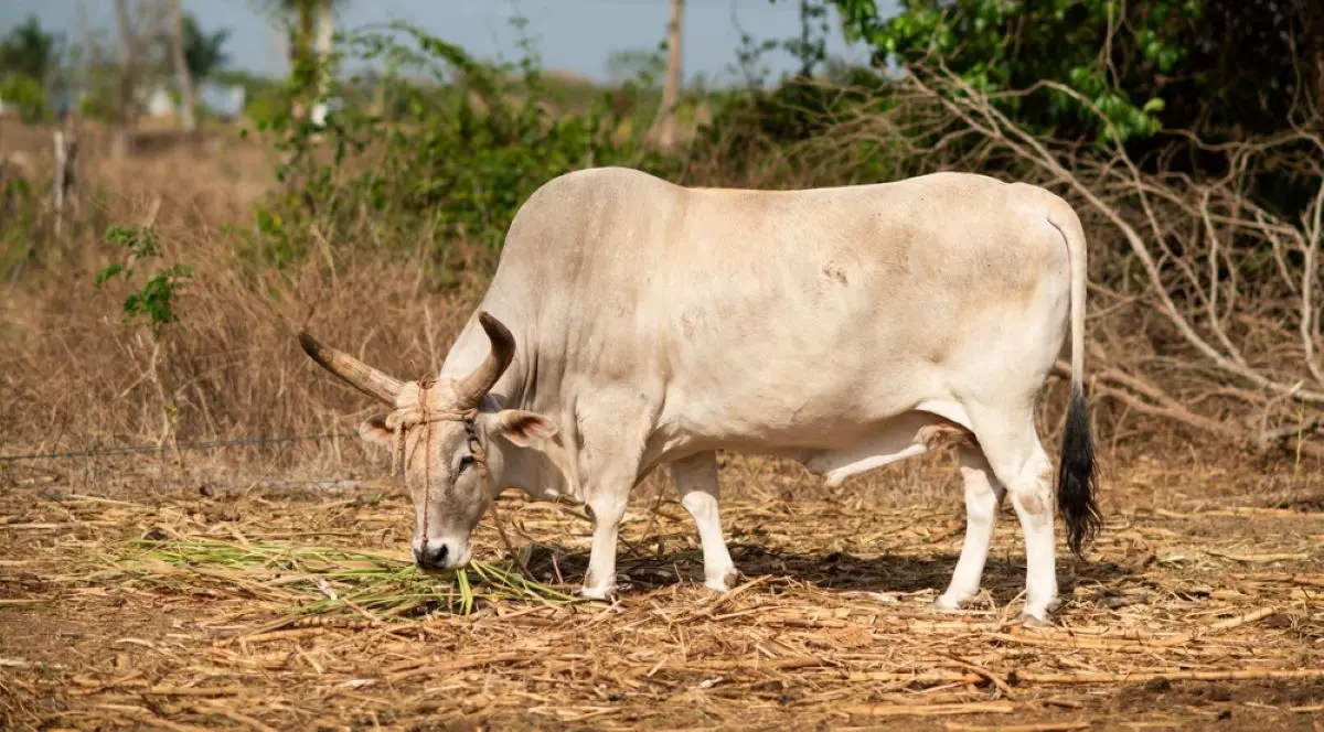 Ce înseamnă când visezi un bou